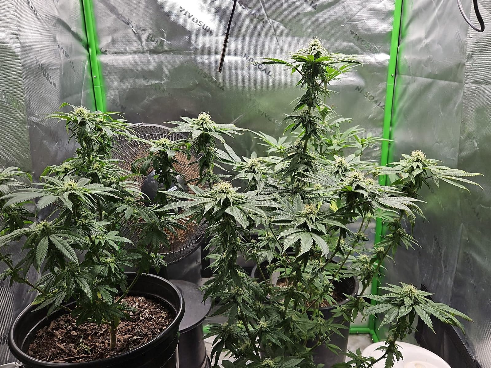 Humboldts Secret Starter Kit Pack, Plant Fertilizer & Hydroponic Nutrients customer photo 1