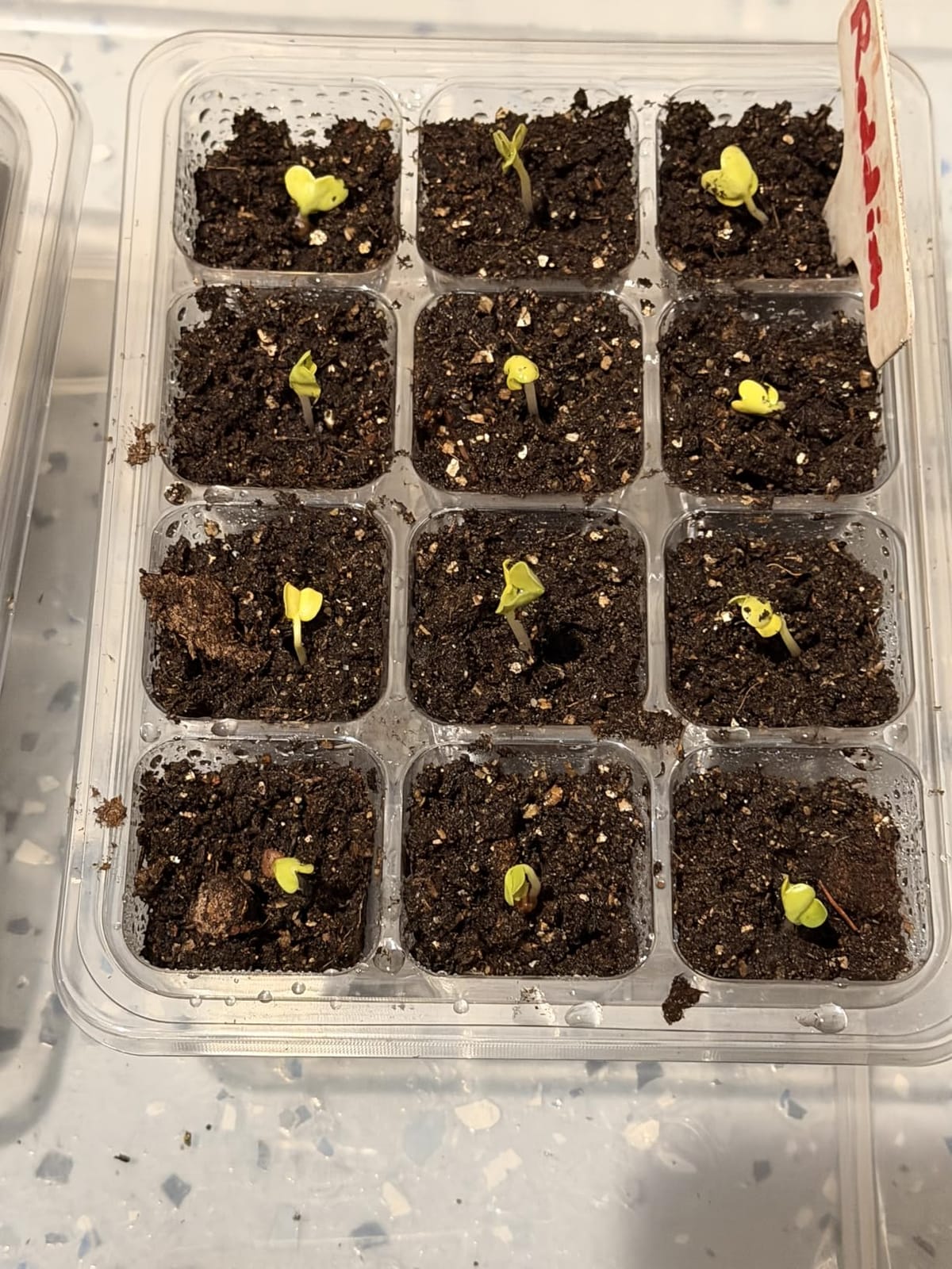 MIXC 10 Pack Seed Starter Tray, 120Cell Stater Kit with Humidity Dome Green customer photo 1