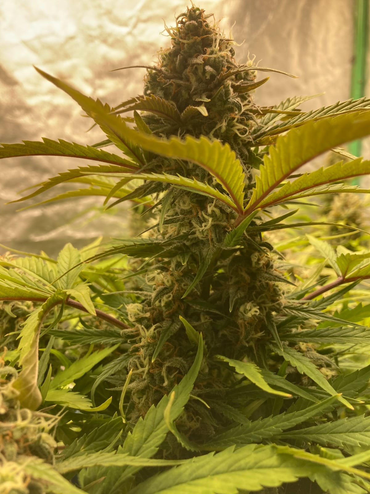 MARS HYDRO 150W TS1000 LED Grow Light for Indoor Plants Full Spectrum customer photo 1