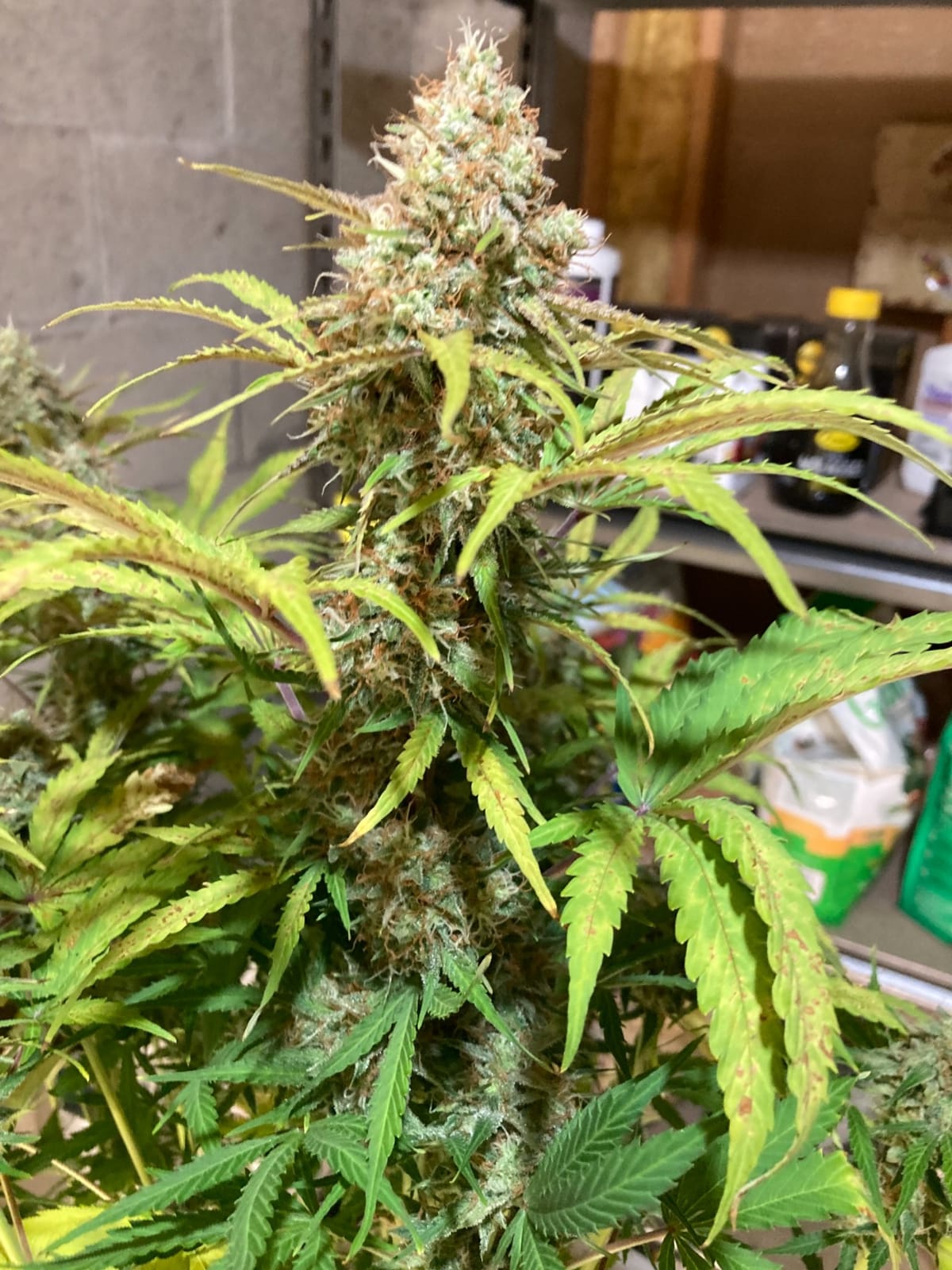 MARS HYDRO 150W TS1000 LED Grow Light for Indoor Plants Full Spectrum customer photo 2