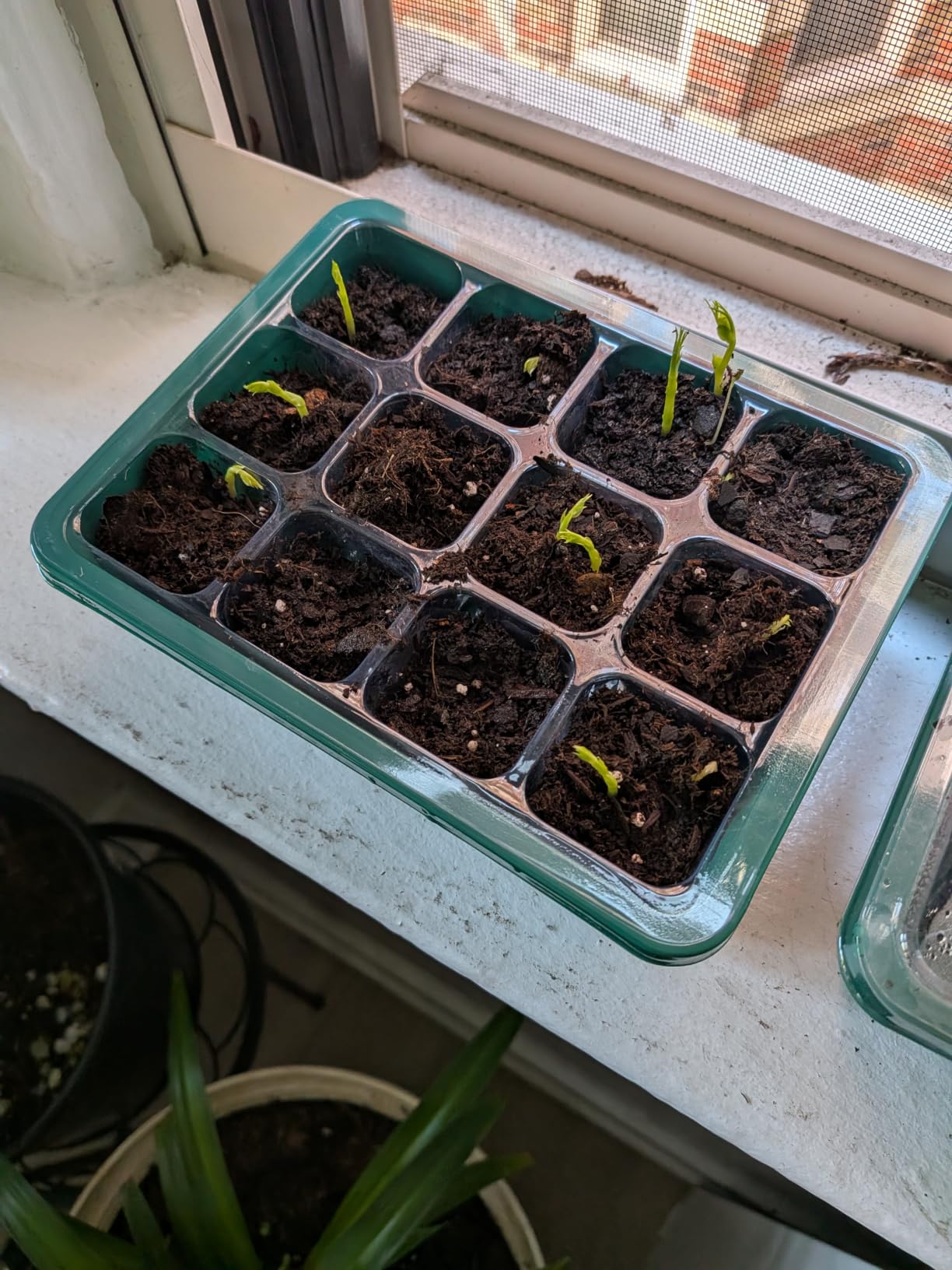 Bonviee 5-Pack Seed Starter Trays, Humidity Dome, Base, 12-Cell Tray, Black customer photo 2