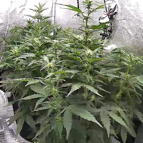 Spider Farmer 2x4 SF2000 200W Complete Grow Tent Kit with GGS Auto Control customer photo 2
