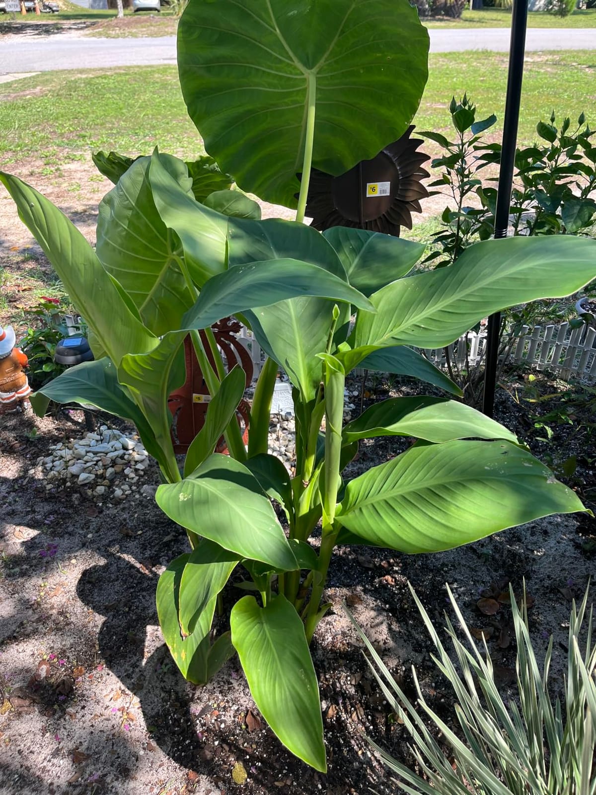 Bloom City pH Up & Down Control Kit for Optimal Nutrient Uptake, 8oz customer photo 2