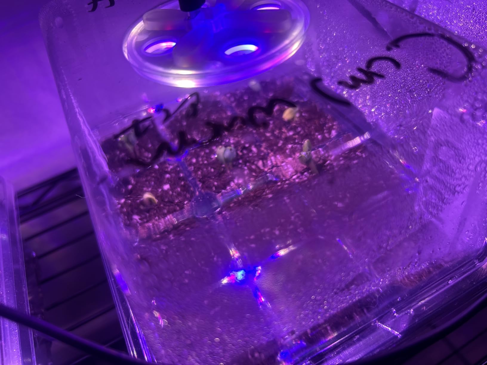 Bonviee Seed Starter Trays with 12-LED Grow Lights, Green, 5 Pack customer photo 2