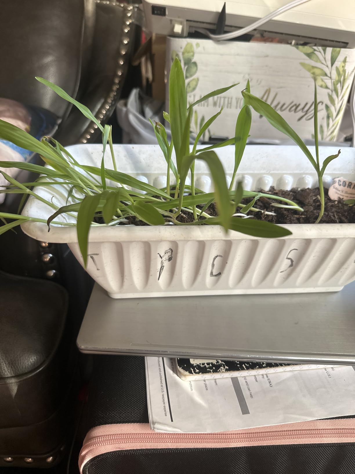 Jiffy Seed Starting Tray Kit - 36 Cell, Bonus 3 Pack, Seeding Starter Kit - 11 x 11 x 4.25 in customer photo 2