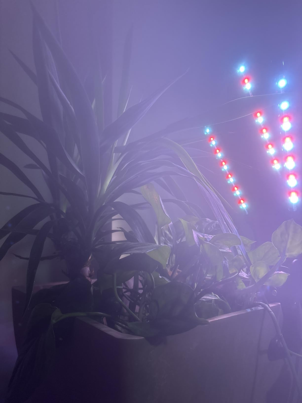 Shyineyou Grow Lights for Indoor Plants Full Spectrum, 80 LEDs Plant Lights for Indoor Growing with 3/9/12H Timer, 3 Color Modes & 9 Brightness, 4 Heads Clip-On Plant Grow Light customer photo 2