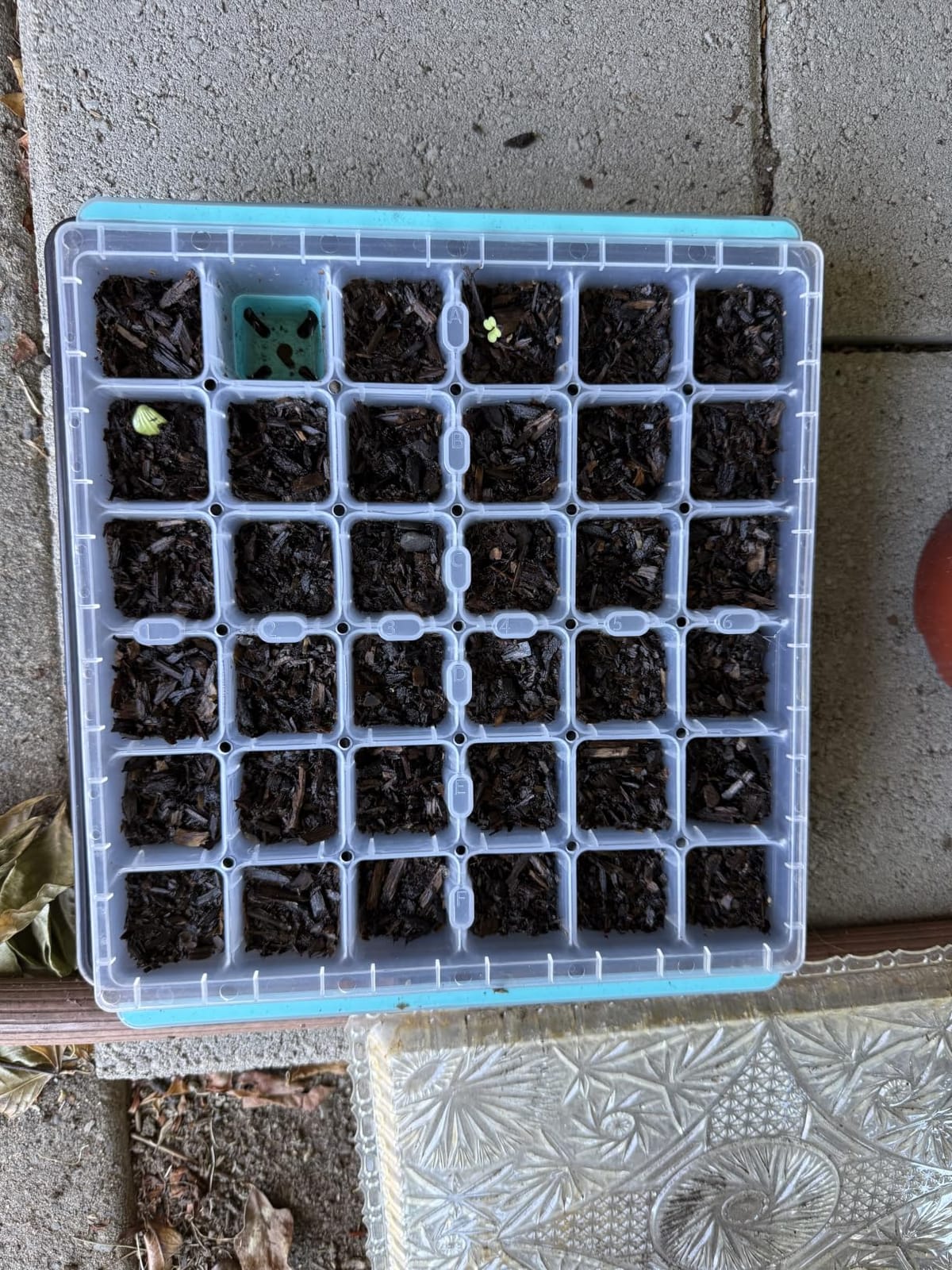 Burpee SuperSeed Windowsill Seed Starting Tray | 8 XL Cell | Seed Starter Tray | Reusable & Dishwasher Safe | Window Garden Starting Kit | Orange customer photo 1