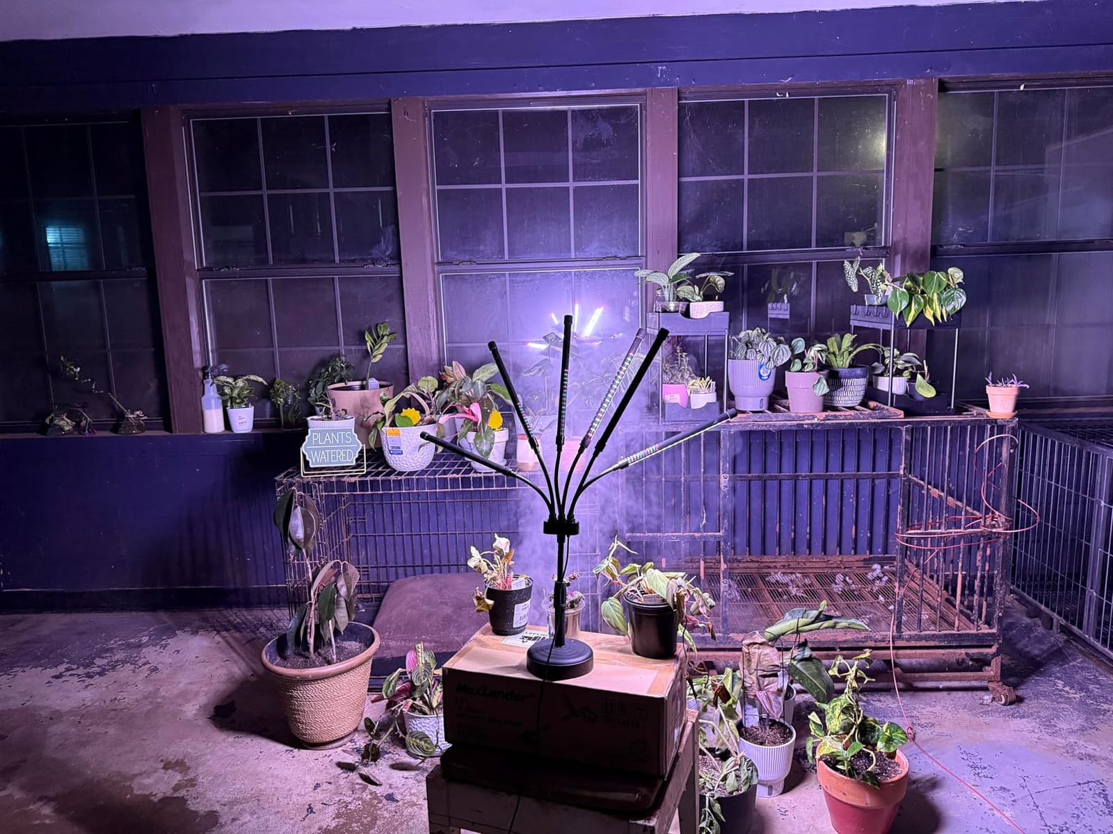 SYEIORAOM Grow Lights for Indoor Plants, Six Head Plant Light with Full Spectrum, LED Grow Lamps for Seed Starting with Adjustable Gooseneck, Suitable for Flowers Vegetables customer photo 2