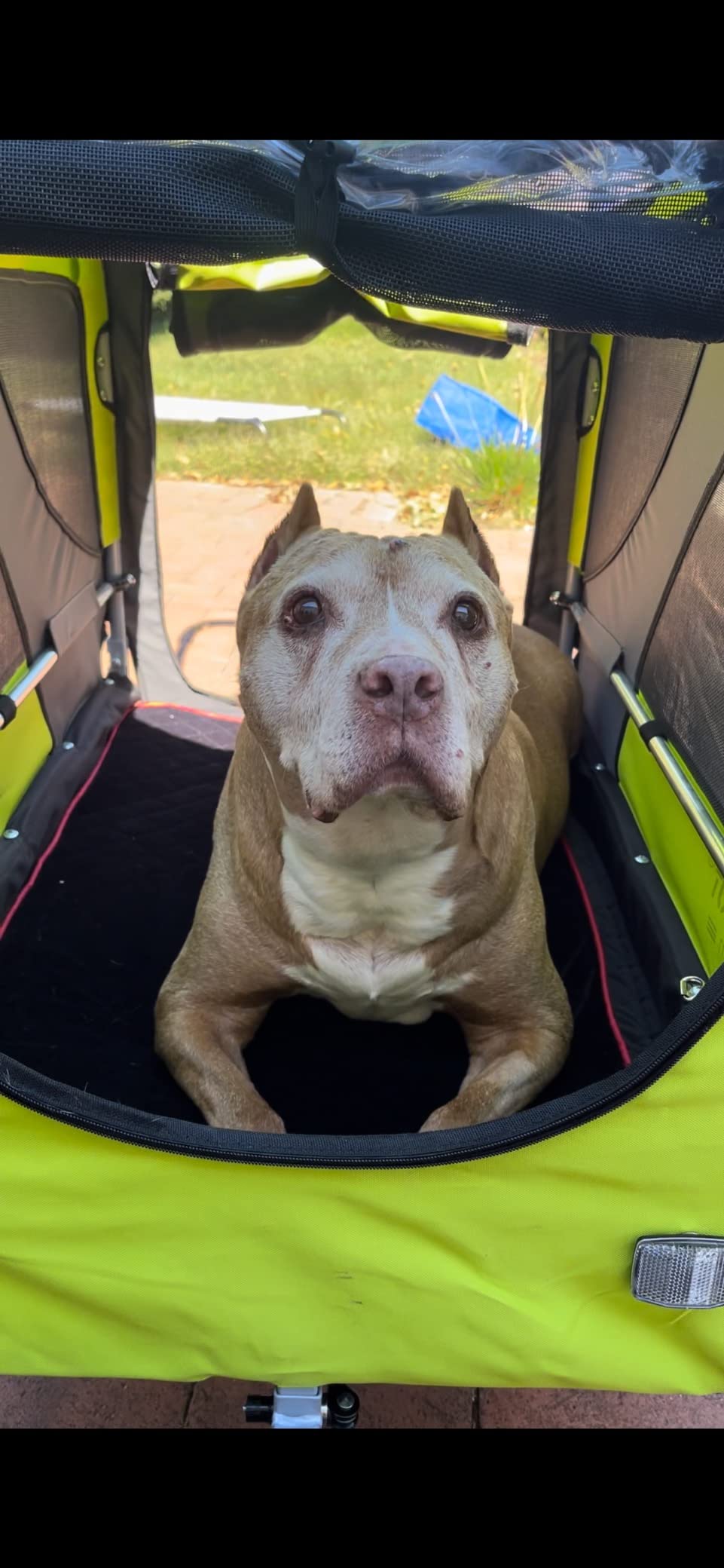 DOGGYHUT® Premium X Large Pet Bike Trailer & Stroller Up to 100 lbs (Gray) customer photo 2