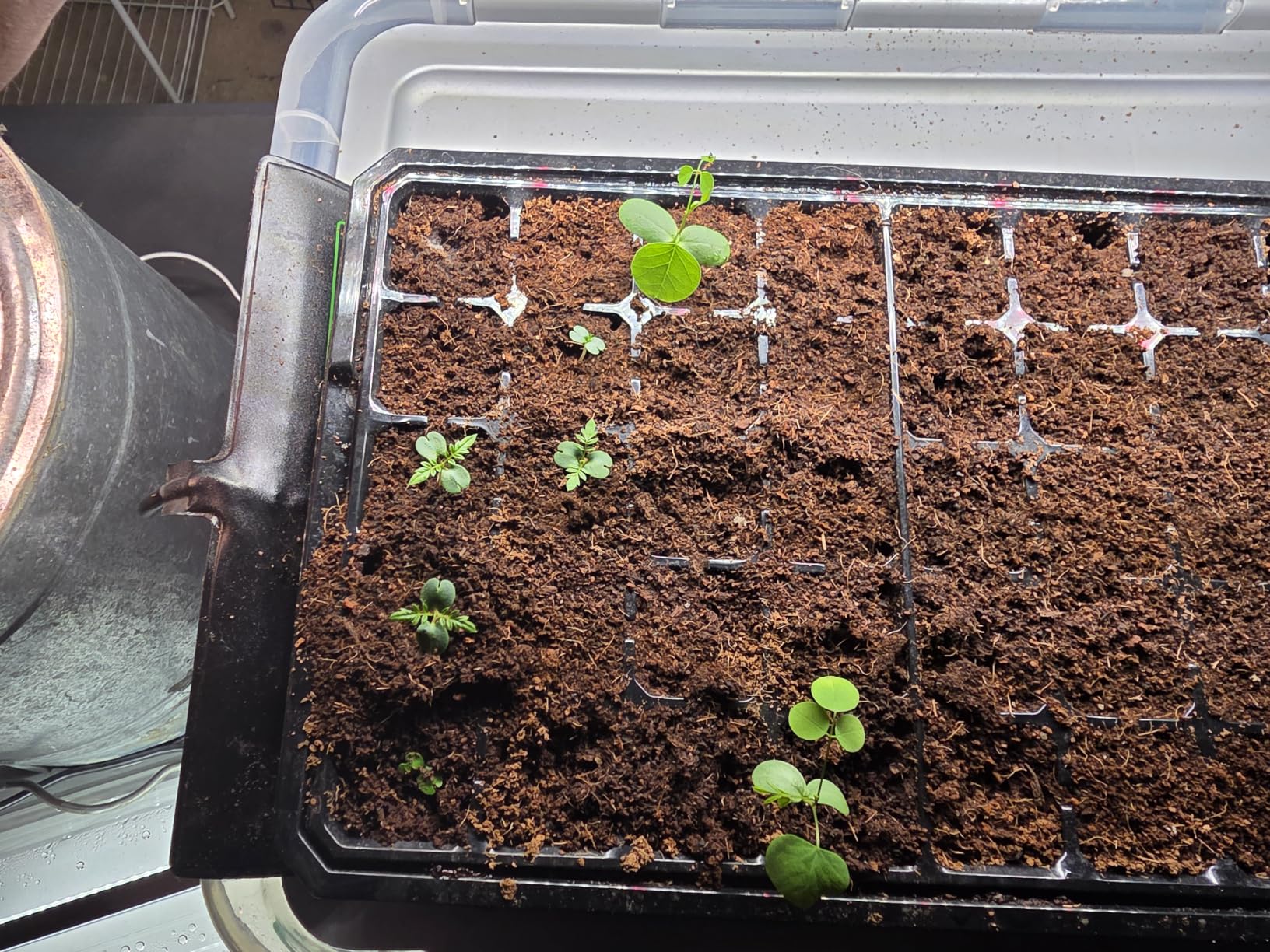 VIVOSUN 1-Pack Seed Starter Kit, 40-Cell Tray, LED Lights and Heat Mat customer photo 1