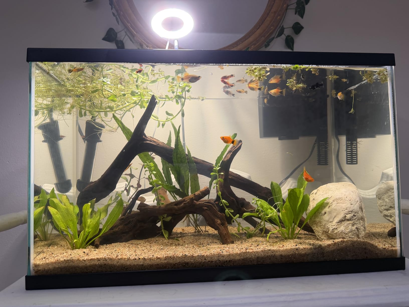 Kullsinss 3.5in Small Grow Lights for Indoor Plants, 48 LEDs Full Spectrum customer photo 1