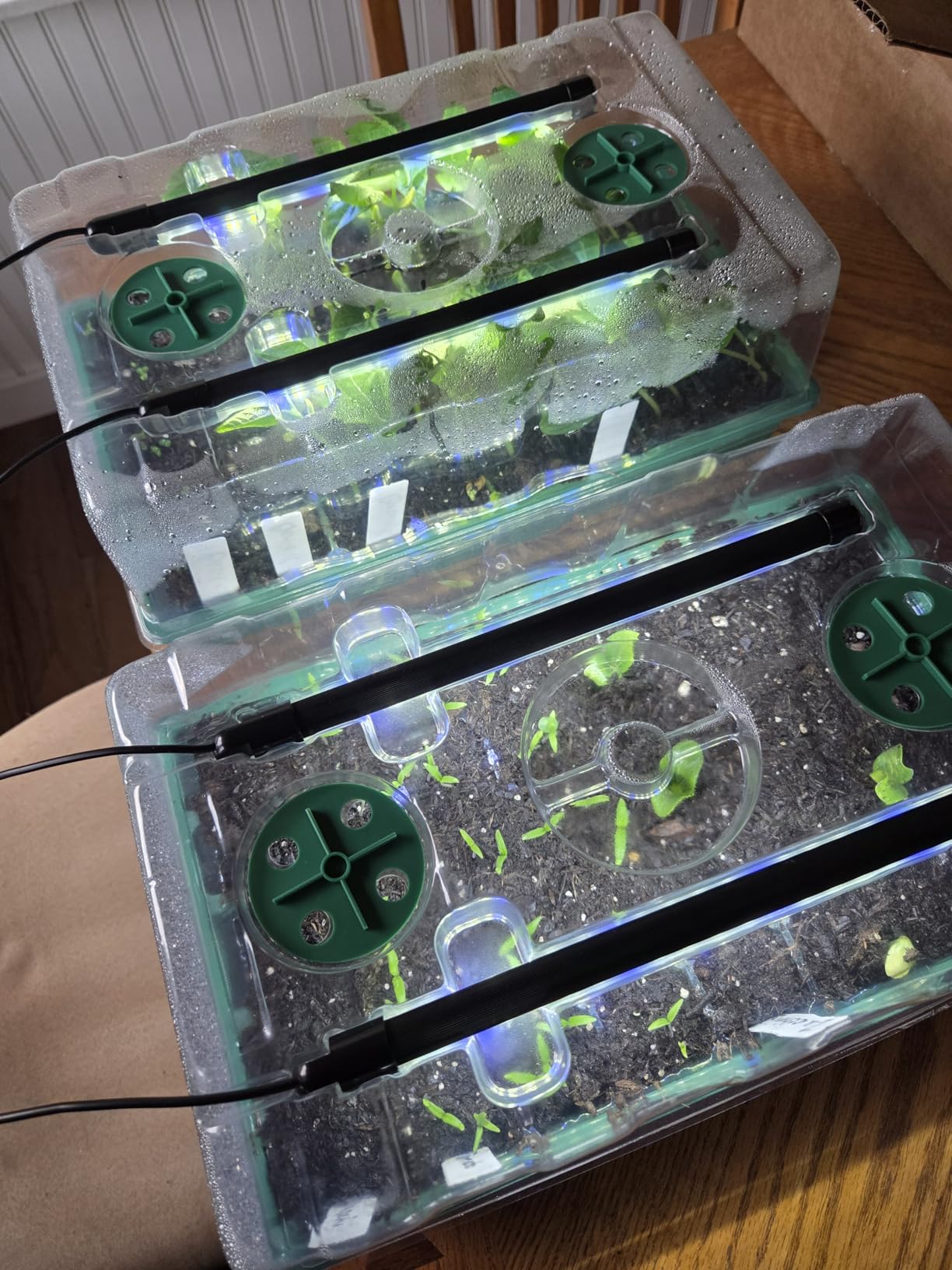 Sondiko Seed Starter Tray with Grow Light, 80 Cells Starter Kit customer photo 1
