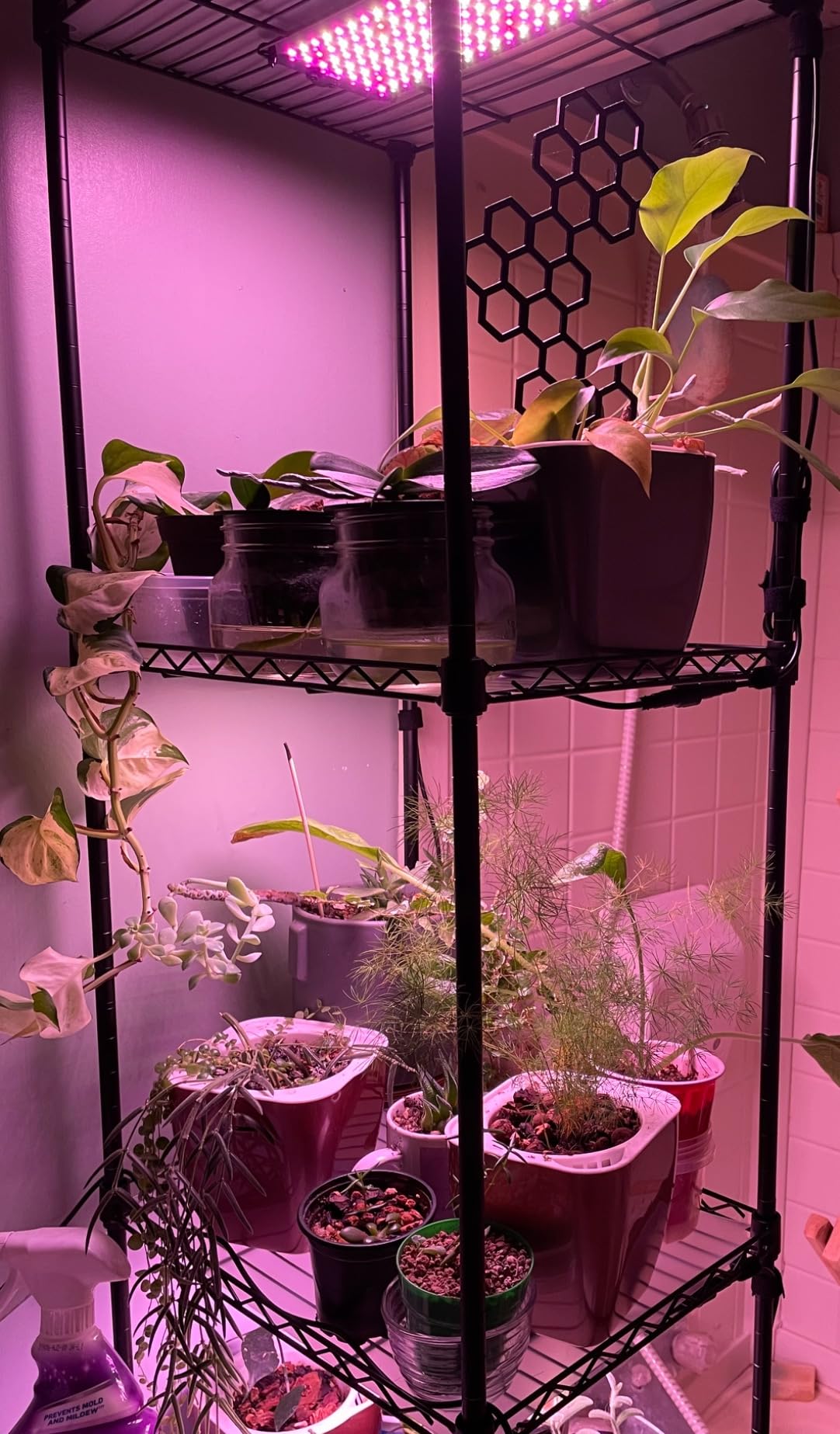 Barrina CX83 Plant Stand with Grow Lights, 6-Tier Shelf, 15.7x11.8x70.9IN customer photo 1