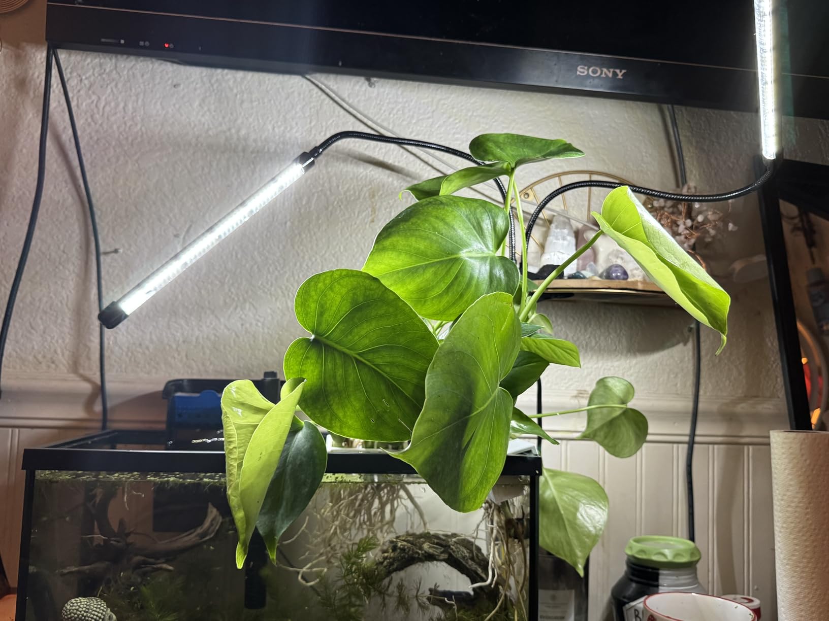 EWPJDK Grow Light 6500K Full Spectrum Plant Grow Lights 84 LED Plant Light with Clip Grow Lamp for Indoor Plants Growing Lamps（1PCS） customer photo 2