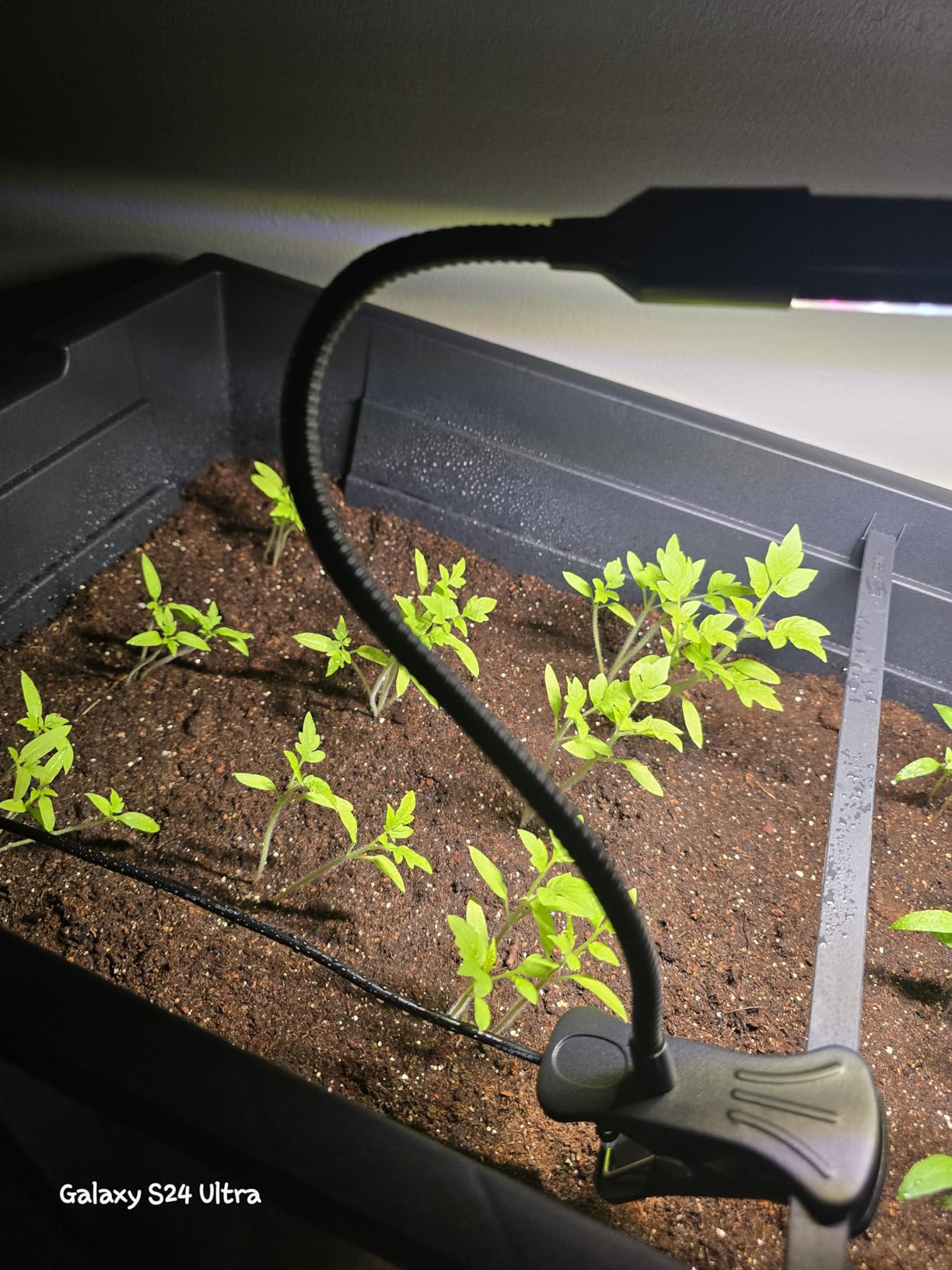 Game Changer! FECiDA 2026 2Pack Clip on Grow Lights for Single Pot Plant customer photo 1