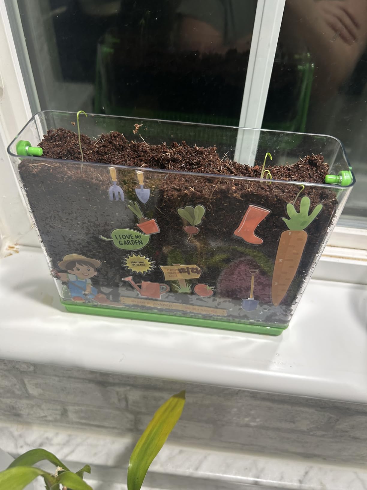 Root Viewer Kit for Kids - Grow Your Own Plant for Boys & Girls Gifts customer photo 2