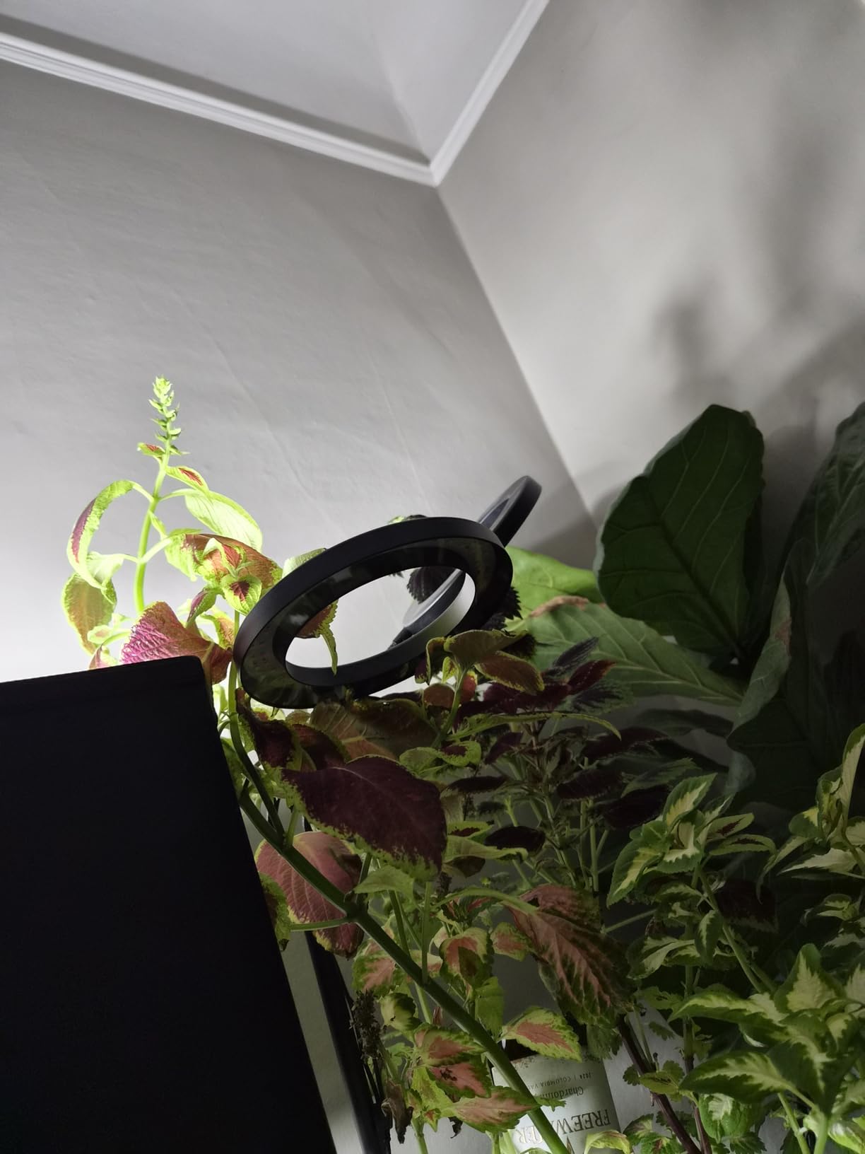 Garpsen Grow Lights for Indoor Plants, Full Spectrum with Stand, 80 LEDs customer photo 2