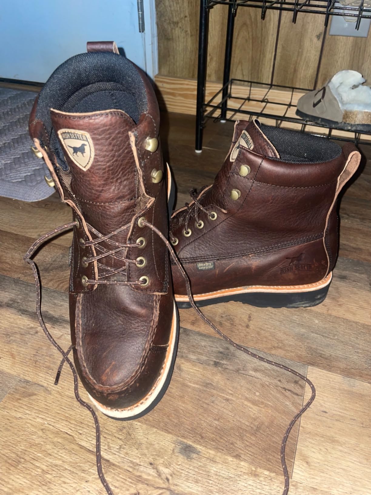 Irish Setter Wingshooter 7