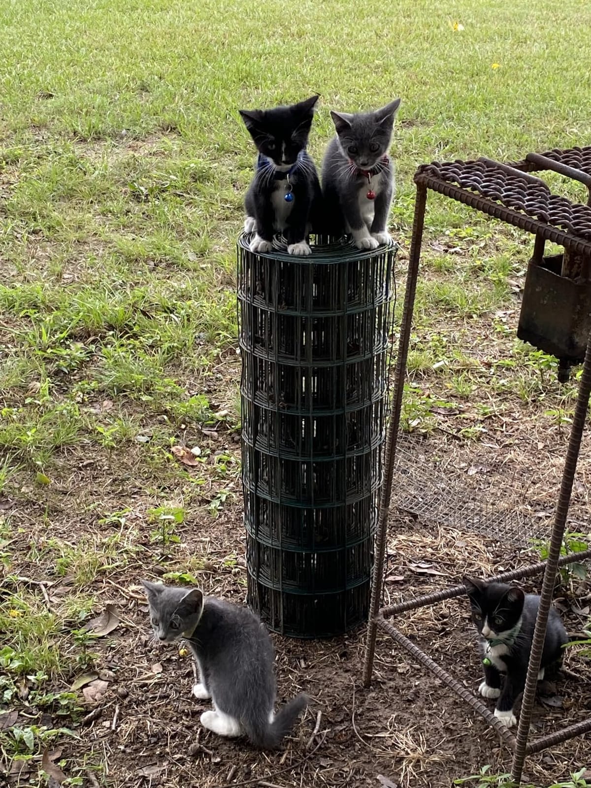 PetPivot Open-Top customer photo 1