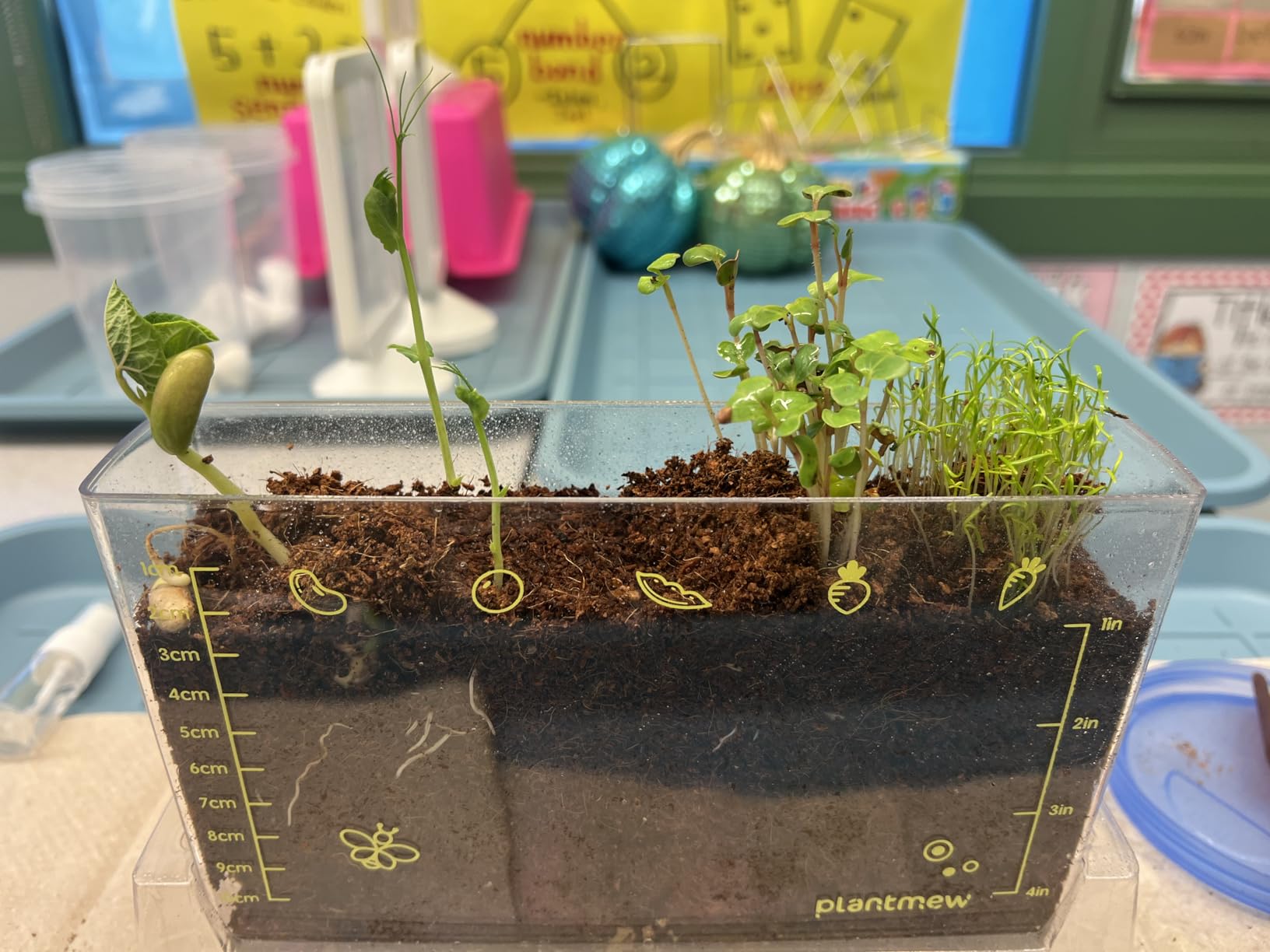 Root Viewer Kit for Kids with 6 Seed Varieties - STEM Science Kits for Kids Age 5-7, 8-12 | Perfect Christmas, Easter, Birthday Gift & School Gardening Project | Learning Educational Gardening Toys customer photo 2