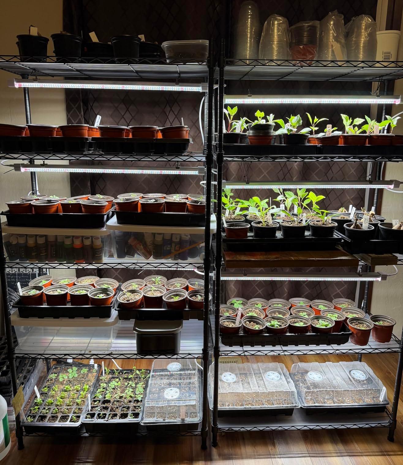 FREELICHT Plant Stand with Grow Light 5-Tier, 4×30W 5000K, 29.5x13.8x61.5IN customer photo 2