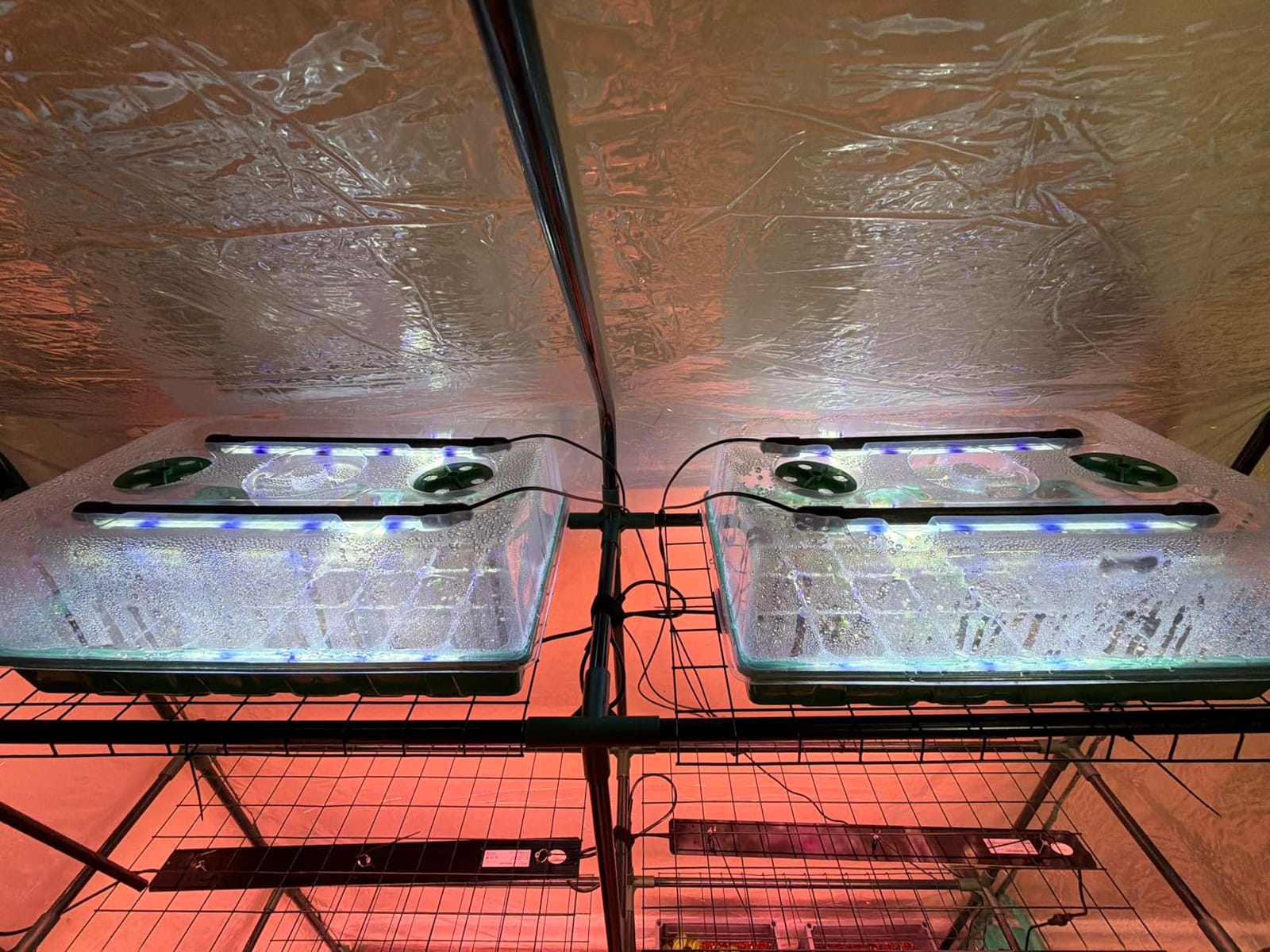 Sondiko Seed Starter Tray with Grow Light, Heated Seed Starter Kit customer photo 2
